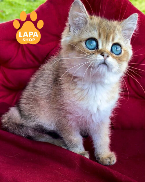 британська короткошерста