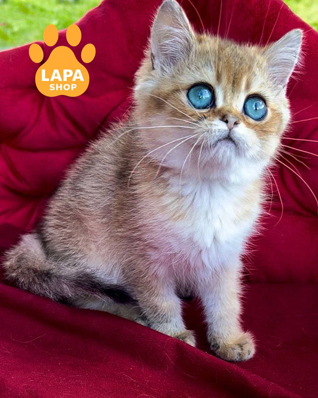 британська короткошерста