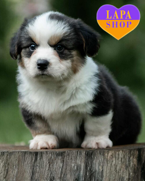 триколорний вельш-коргі кардіган