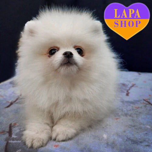 Charming Boy — Pomeranian Puppy With a Bright Appearance