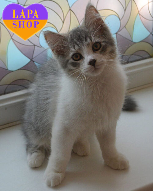 сибирская черного пятнистого окраса