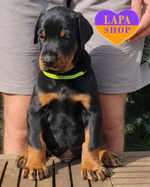 Black Handsome Doberman Boy