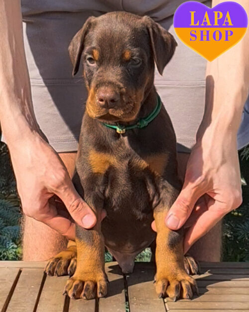 Doberman brown and tan