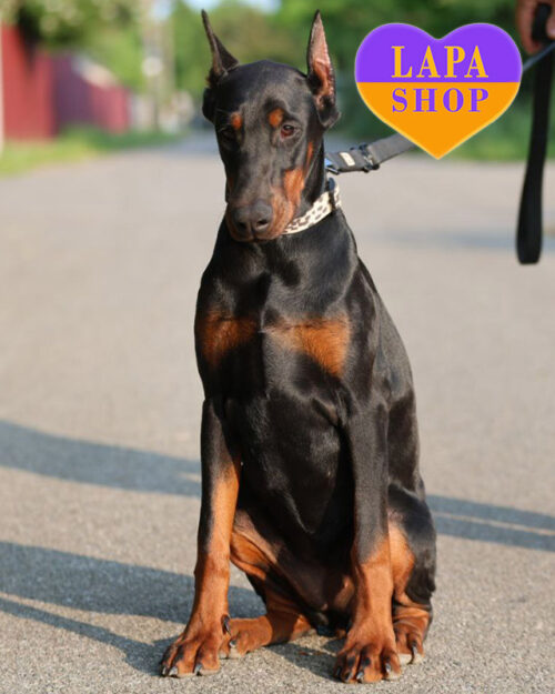 black Doberman