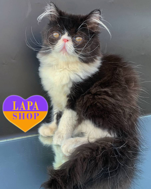 чорна перська