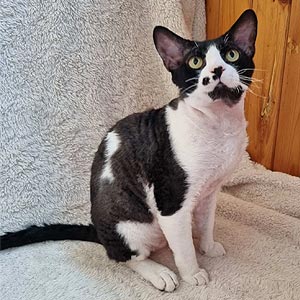 Tommi — яркий пятнисто-рыжий красавчик породы девон-рекс drx dad 1