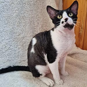 Элегантная кошечка породы девон-рекс в черно-белой шубке Wanessa drx dad 2