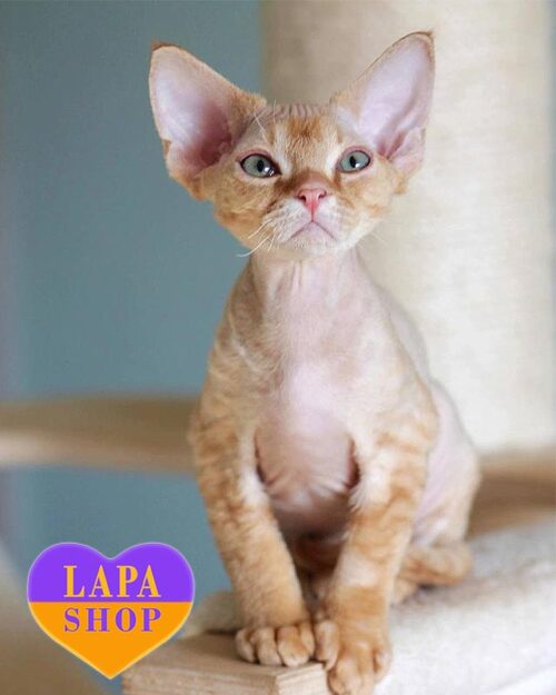 red Devon Rex