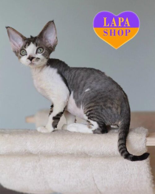 черно-белый девон-рекс