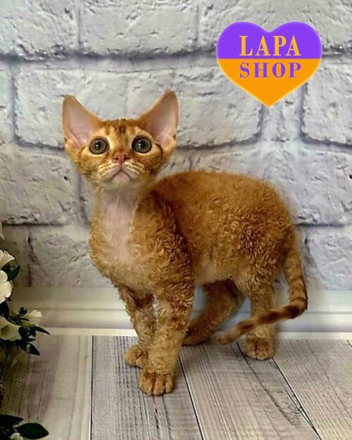 Lion is a Bright Devon Rex Kitten in a Red Fur Coat