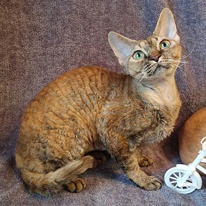 Tommi — яркий пятнисто-рыжий красавчик породы девон-рекс drx mom 1