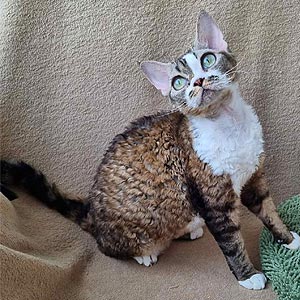 Элегантная кошечка породы девон-рекс в черно-белой шубке Wanessa drx mom 2