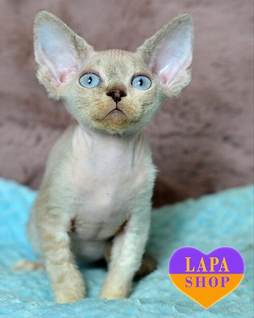 шоколадный табби минк девон-рекс