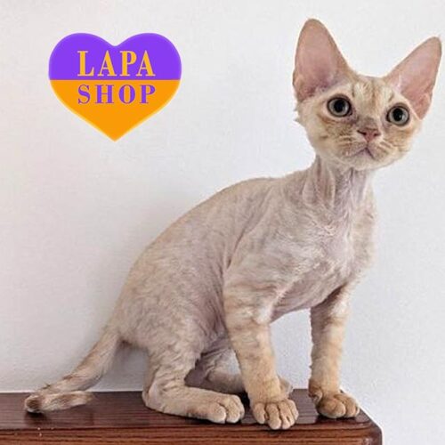 Nely — милая кошечка породы девон-рекс в кремово-пятнистой шубке