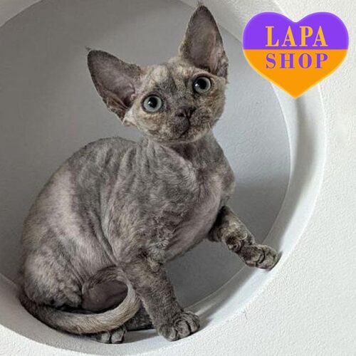 Харизматична красуня породи девон-рекс блакитно-кремового забарвлення Nika