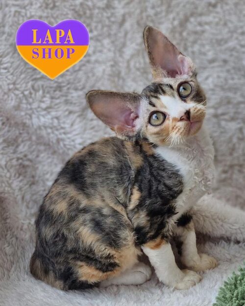 черепахово-плямистий девон-рекс