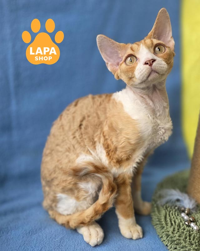 рудо-білий девон-рекс