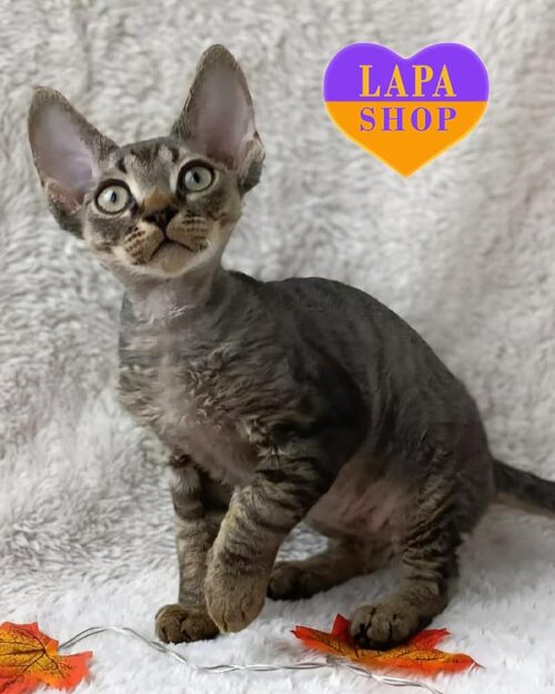 плямистий девон-рекс