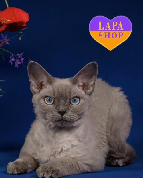 блакитний девон-рекс