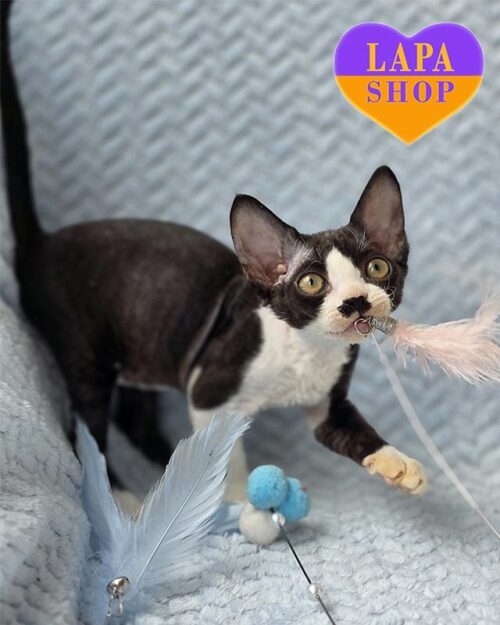 черно-белый девон-рекс