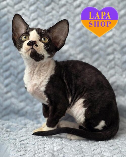 black and white Devon Rex