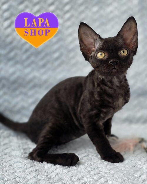 чорний девон-рекс