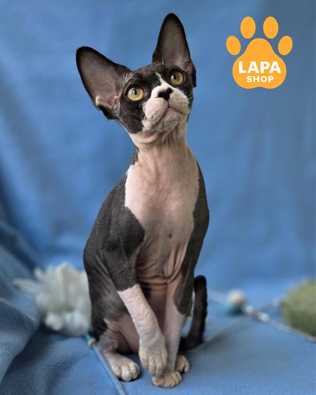 чорно-білий девон-рекс