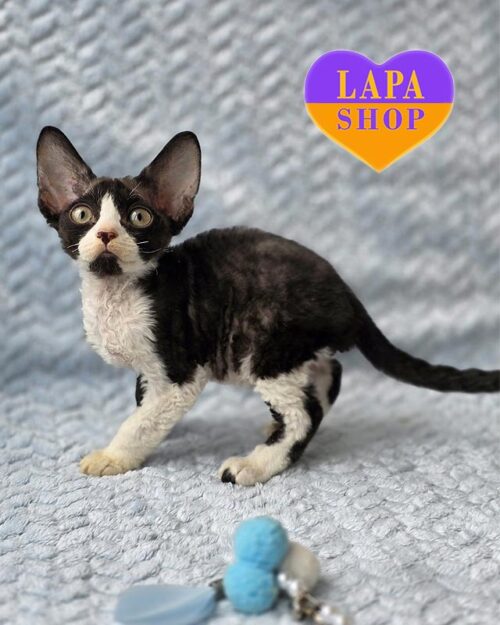 чорно-білий девон-рекс