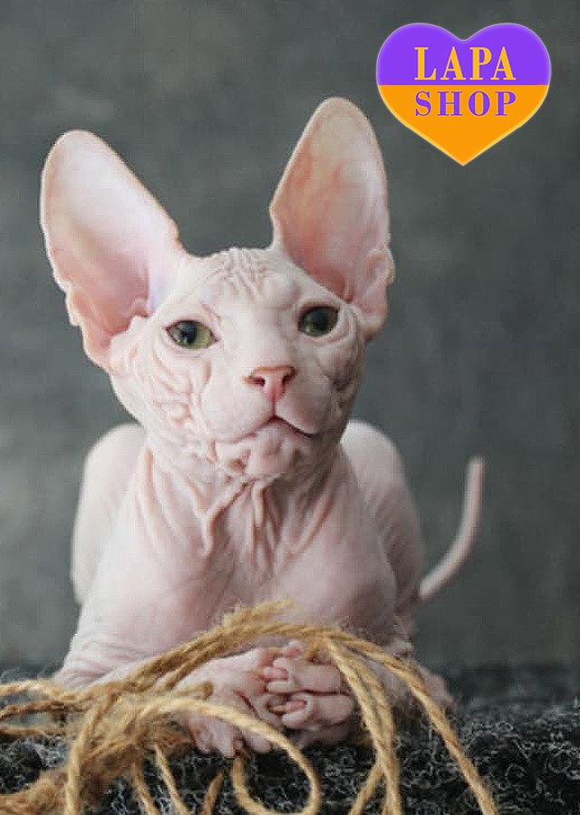 Donskoy Sphynx kitty