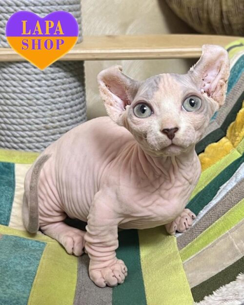 котенок двельф