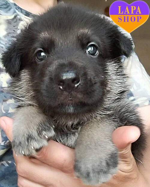 чепрачна східноєвропейська вівчарка