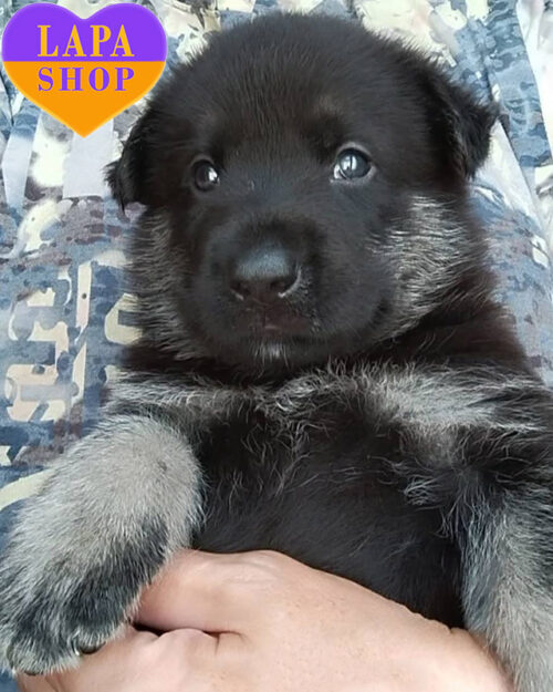 чепрачна східноєвропейська вівчарка