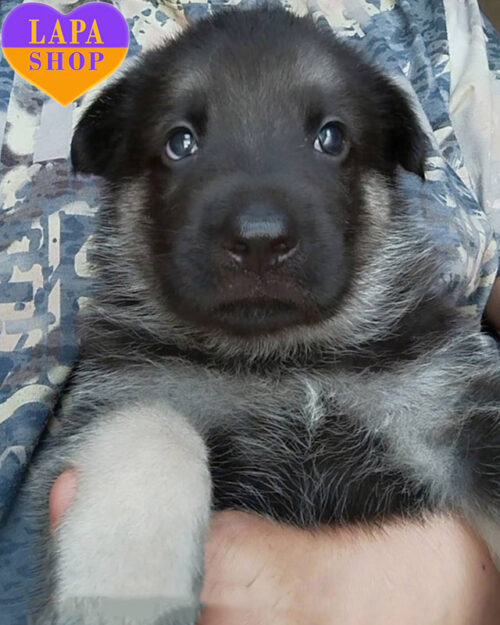 чепрачна східноєвропейська вівчарка