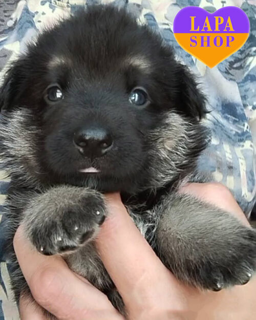 чепрачна східноєвропейська вівчарка