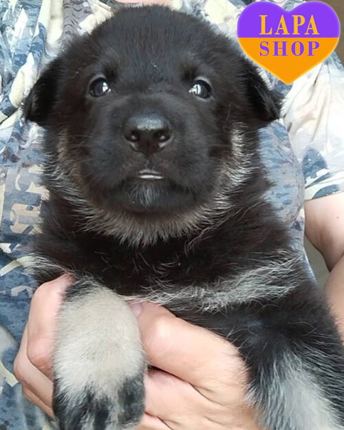 чепрачна східноєвропейська вівчарка