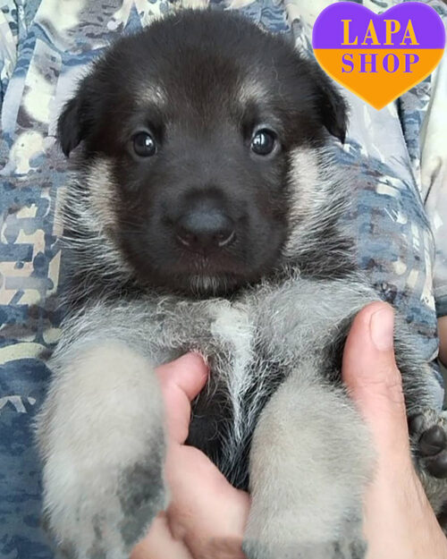 чепрачна східноєвропейська вівчарка