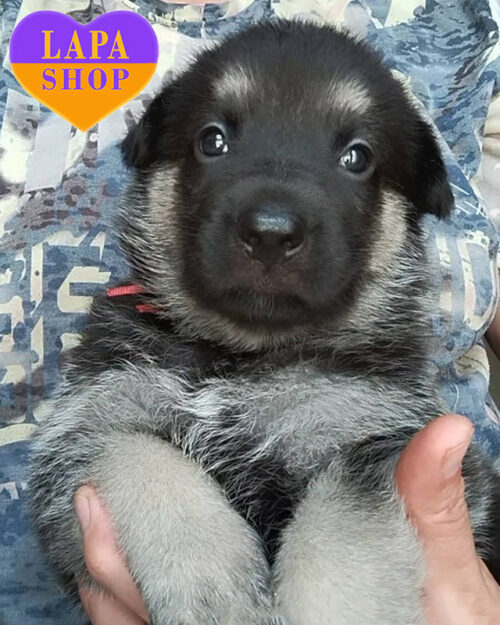 чепрачна східноєвропейська вівчарка