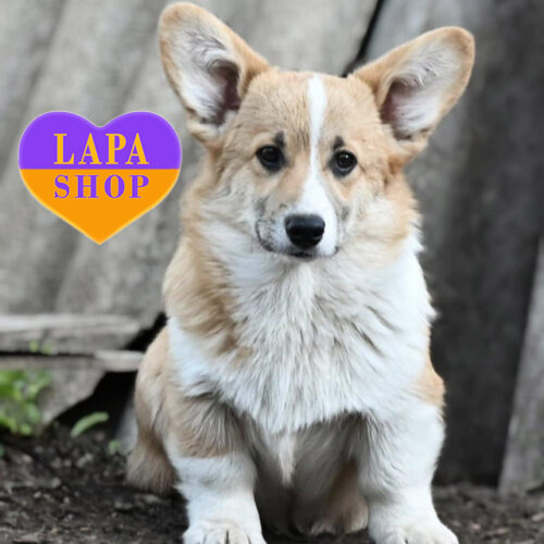 Красень породи вельш-коргі пемброк Edward рудо-білого забарвлення