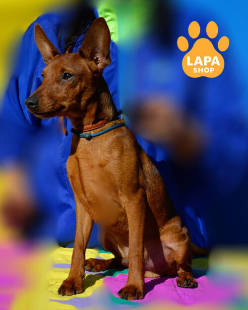 рудий цвергпінчер