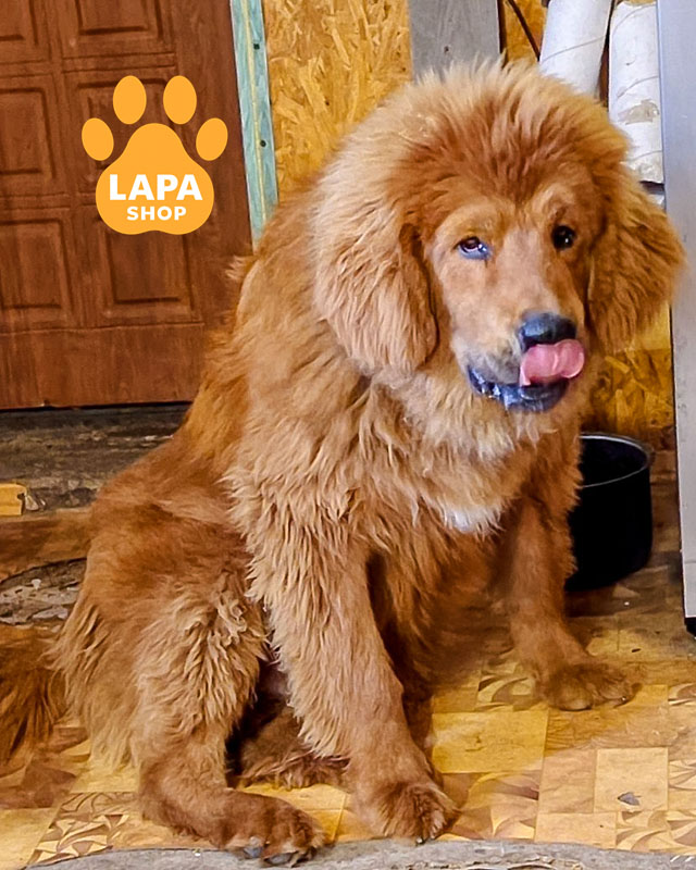 рудий тибетський мастиф