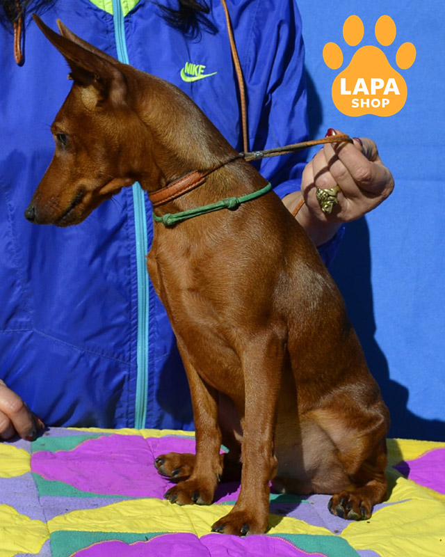 рудий цвергпінчер