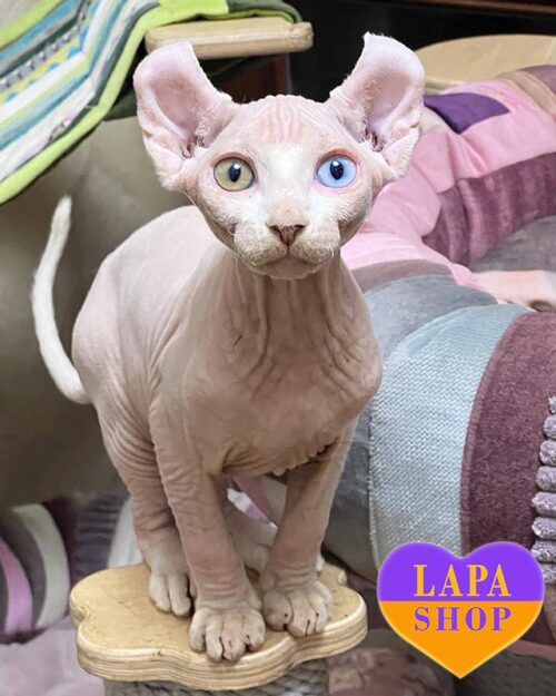 elf with multi-colored eyes