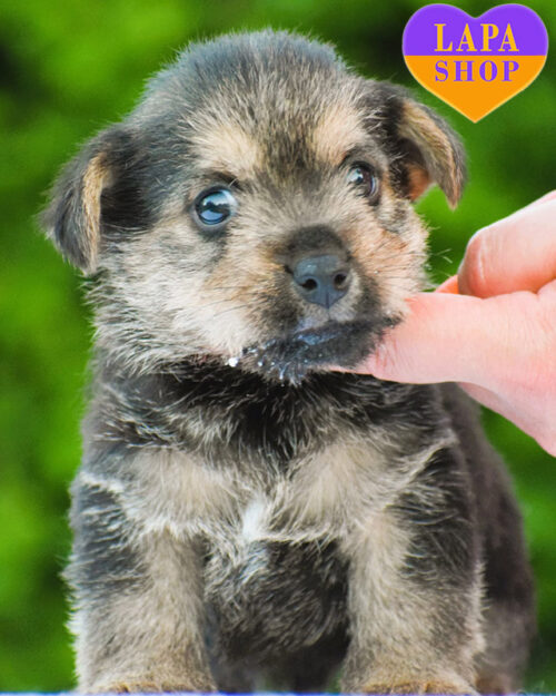 Справжній красень Eli породи норвіч-тер'єр