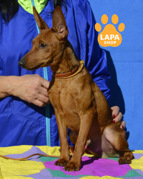 рудий цвергпінчер