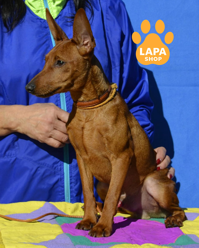 рудий цвергпінчер