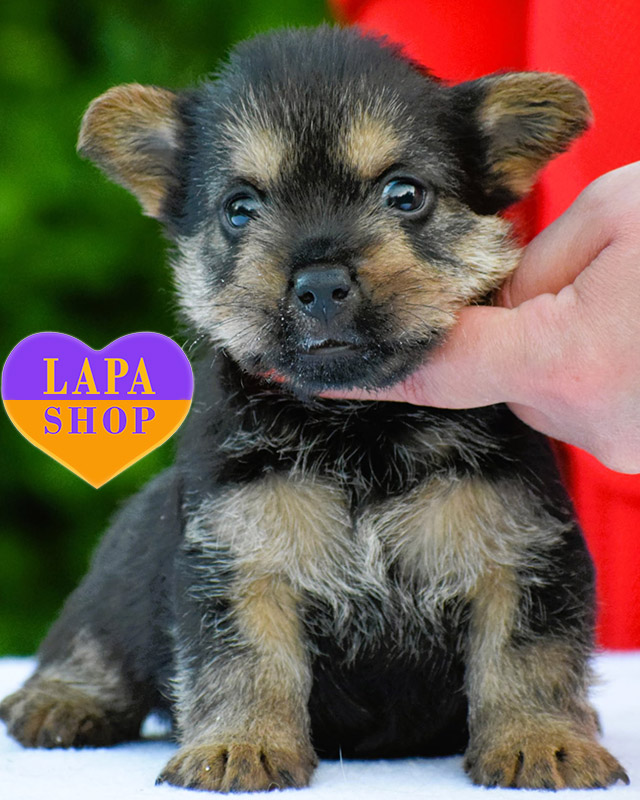 норвіч-тер'єр чорно підпалого забарвленння