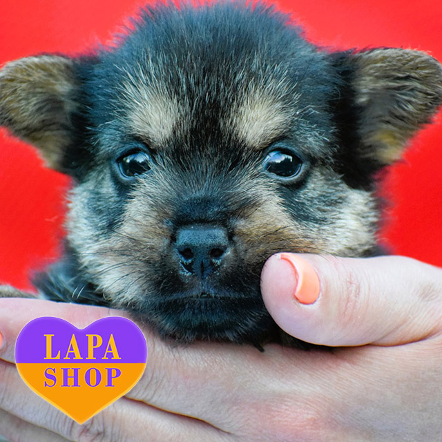 Elwin-Ruby-Slippers-02