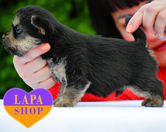 Elwin-Ruby-Slippers-04