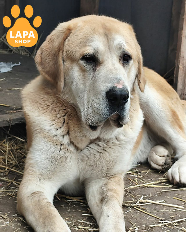 рудо-біла середньоазійська вівчарка