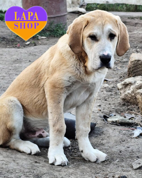 алабай рудо-білого забарвлення